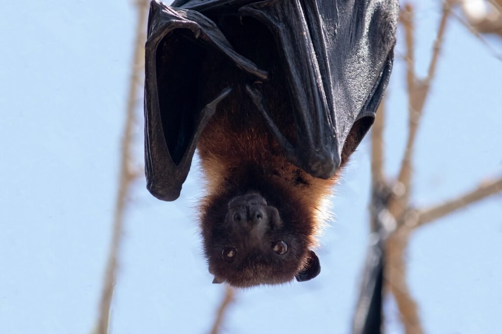 Cifer88 via Pixabay, https://pixabay.com/photos/bat-animal-mammal-wildlife-7295230/