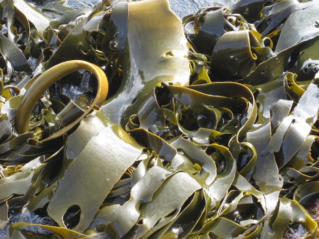 krantzpeter via Pixabay, https://pixabay.com/pt/photos/alga-marinha-algas-marinhas-natureza-2898776/