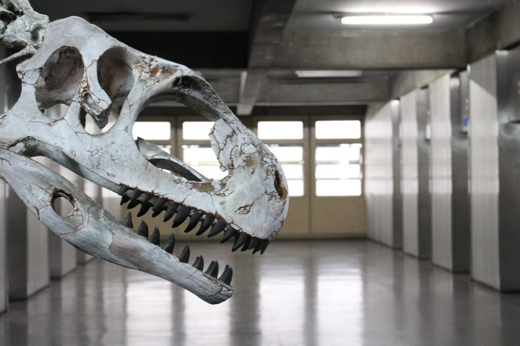izaquar via Pixabay, https://pixabay.com/pt/photos/dinossauro-dinosaur-fssil-2524086/